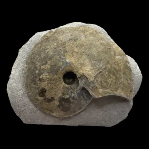 Cardioceras excavatum for sale from Tasciorex