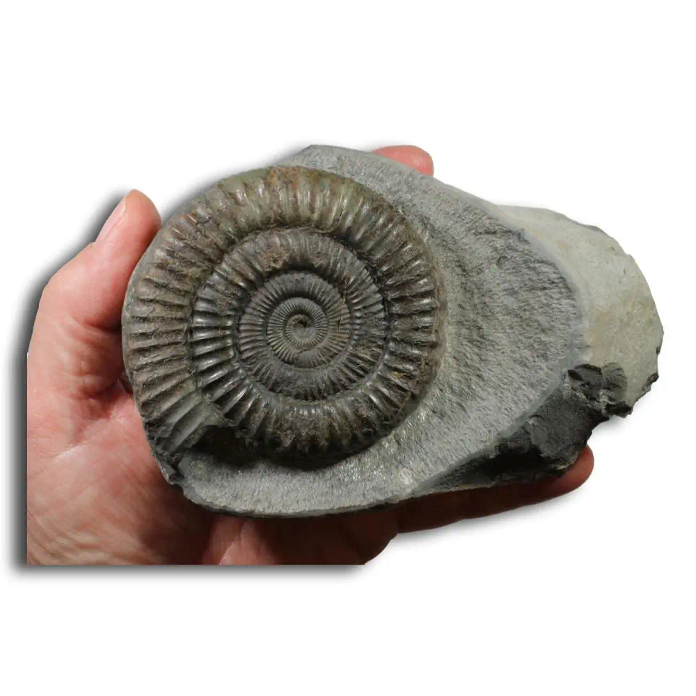 Dactylioceras commune