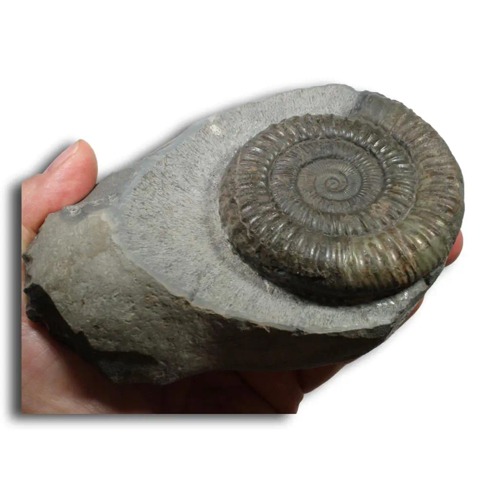 Dactylioceras commune