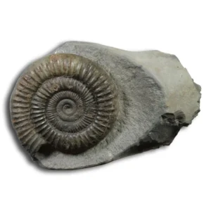 Dactylioceras commune