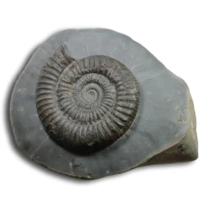 Dactylioceras commune