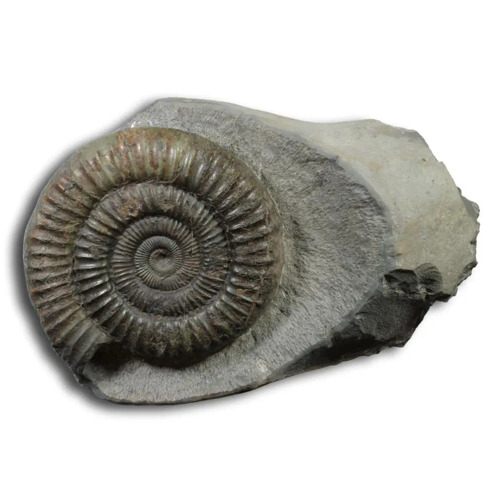 Dactylioceras commune