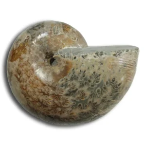 Phylloceras velledae ammonite