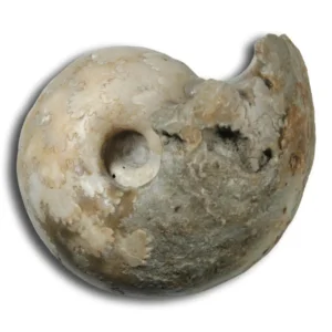 Vascoceras sp.