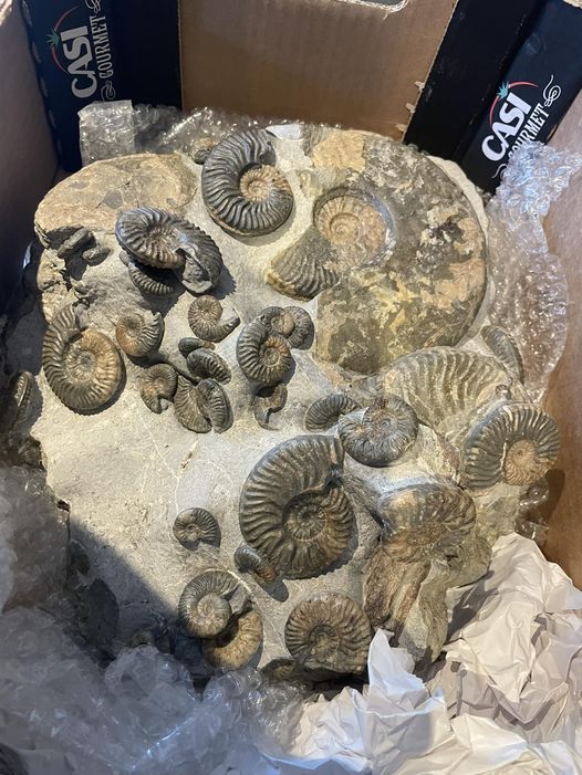 Huge Ammonite Multiblock from the Isle Of Skye , Scotland - Over 35 Ammonites - Image 13