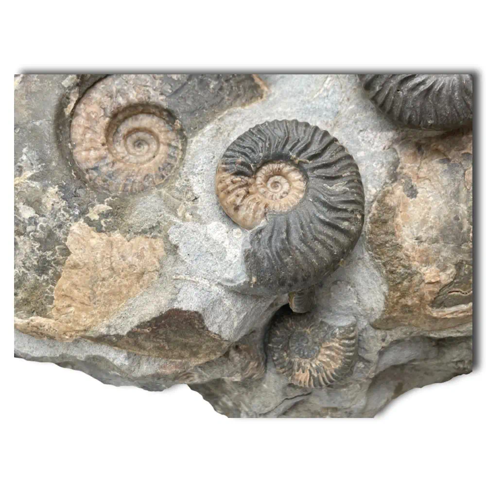 Huge Ammonite Multiblock from the Isle Of Skye , Scotland - Over 35 Ammonites - Image 5
