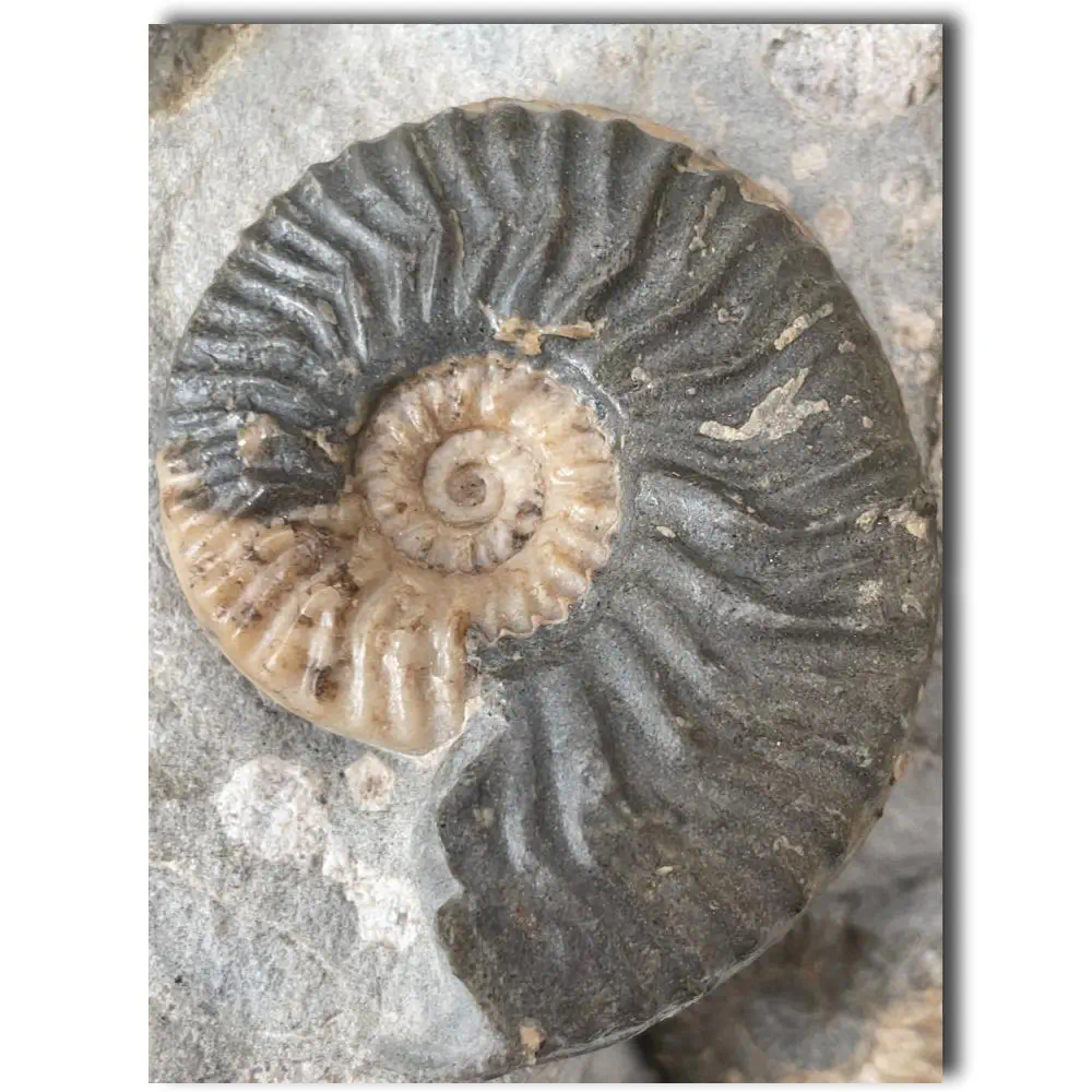 Huge Ammonite Multiblock from the Isle Of Skye , Scotland - Over 35 Ammonites - Image 8