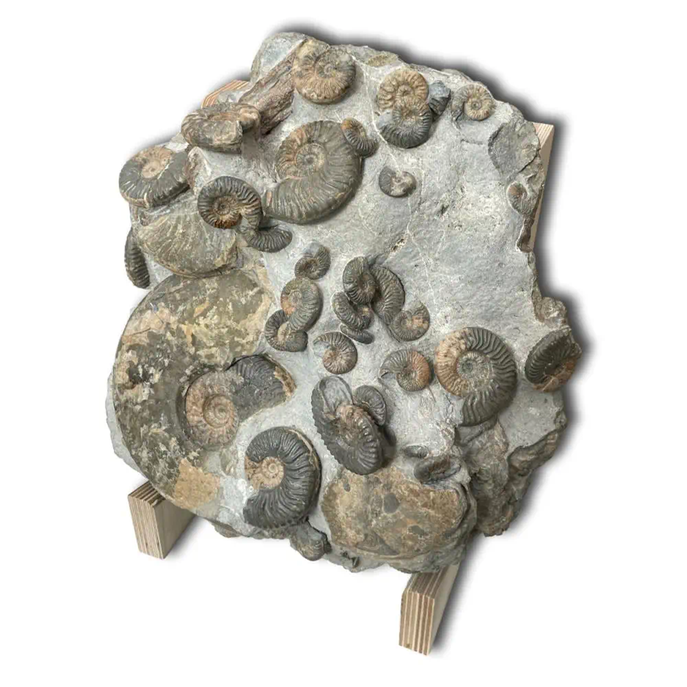 Huge Ammonite Multiblock from the Isle Of Skye , Scotland - Over 35 Ammonites - Image 2