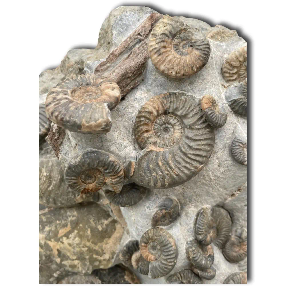 Huge Ammonite Multiblock from the Isle Of Skye , Scotland - Over 35 Ammonites - Image 6