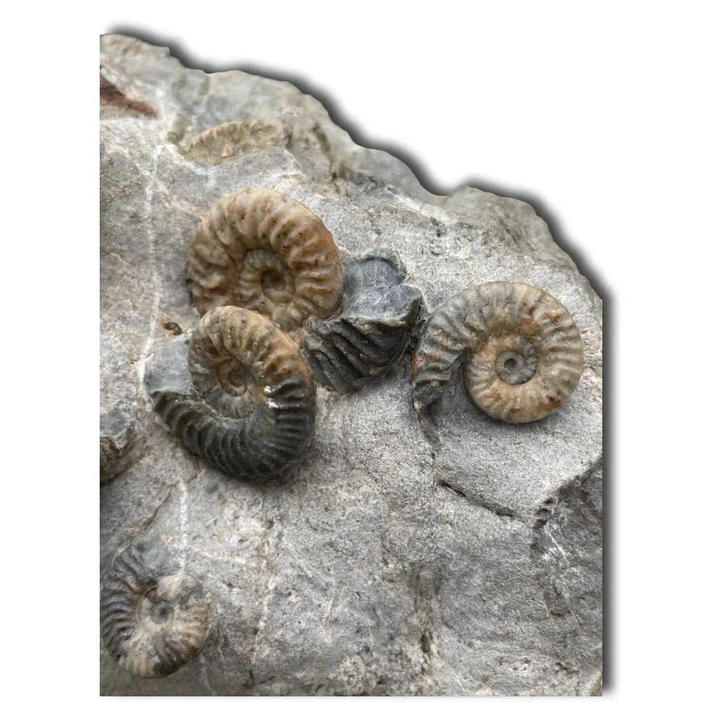 Huge Ammonite Multiblock from the Isle Of Skye , Scotland - Over 35 Ammonites - Image 4