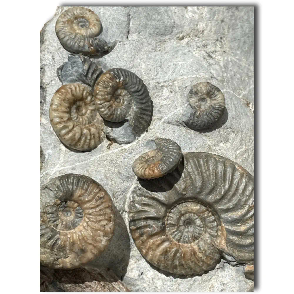 Huge Ammonite Multiblock from the Isle Of Skye , Scotland - Over 35 Ammonites - Image 11