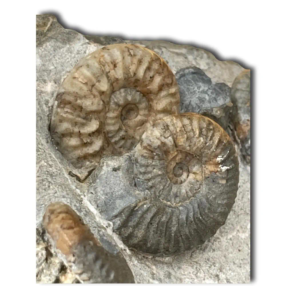 Huge Ammonite Multiblock from the Isle Of Skye , Scotland - Over 35 Ammonites - Image 9