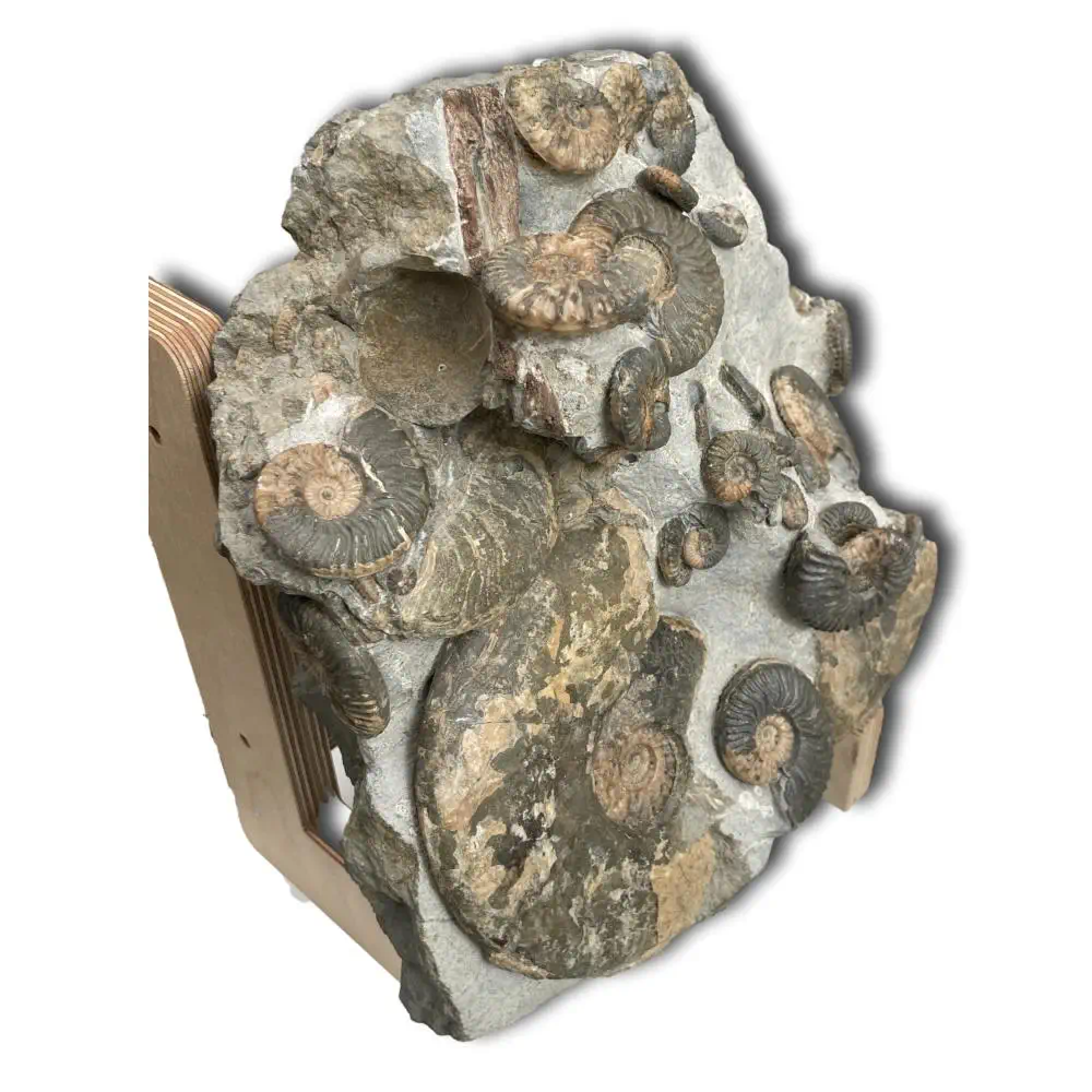 Huge Ammonite Multiblock from the Isle Of Skye , Scotland - Over 35 Ammonites - Image 3