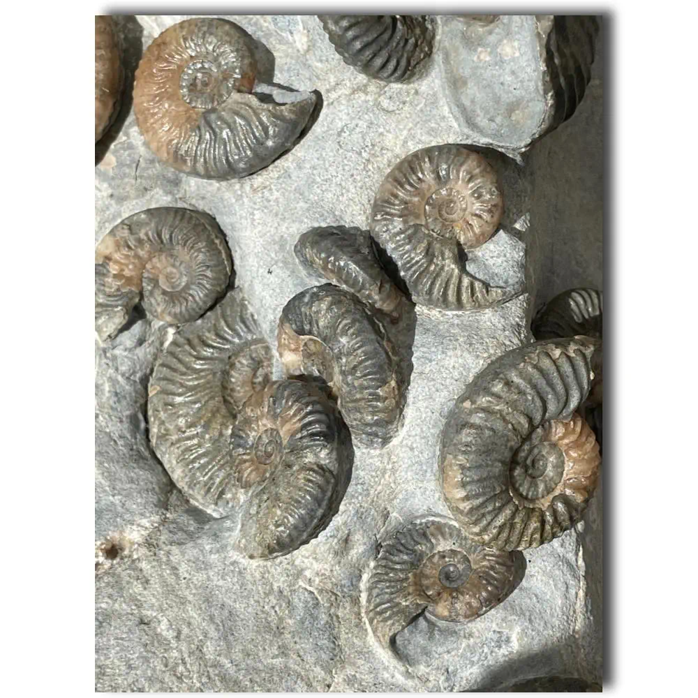 Huge Ammonite Multiblock from the Isle Of Skye , Scotland - Over 35 Ammonites - Image 10