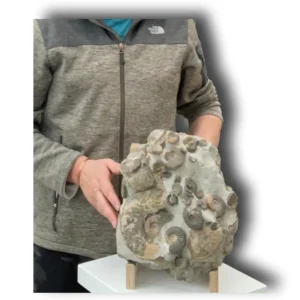 Huge Ammonite Multiblock from the Isle Of Skye , Scotland - Over 35 Ammonites