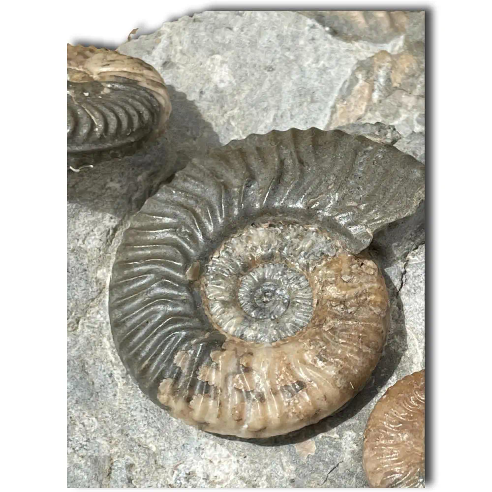 Isle of Skye Ammonites