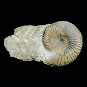 Pseudocadoceras sp.