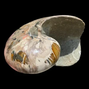 Large Polished Display Fossil Nautilus from Madagascar