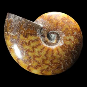 Polished Ammonite
