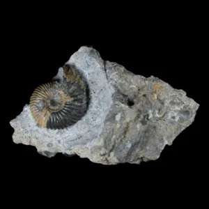 Pseudocadoceras