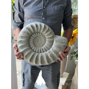 Concrete Cast Ammonite