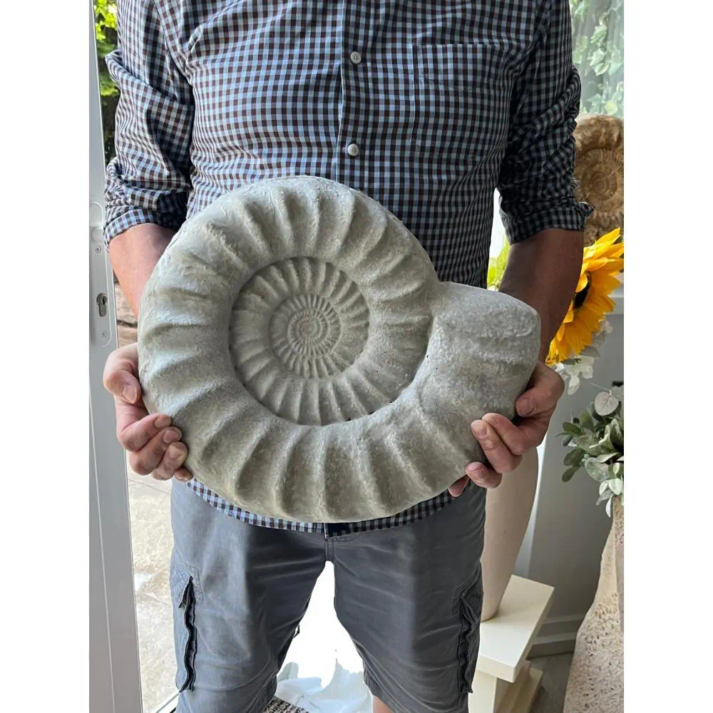 Concrete Cast Ammonite