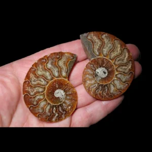 A Grade Ammonite Cut Pair