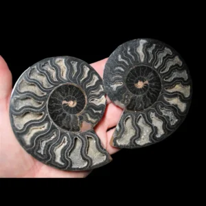 A Grade Ammonite Cut Pair