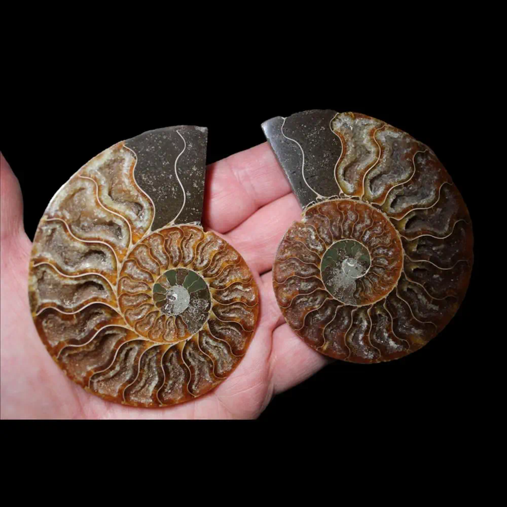 A Grade Ammonite Cut Pair