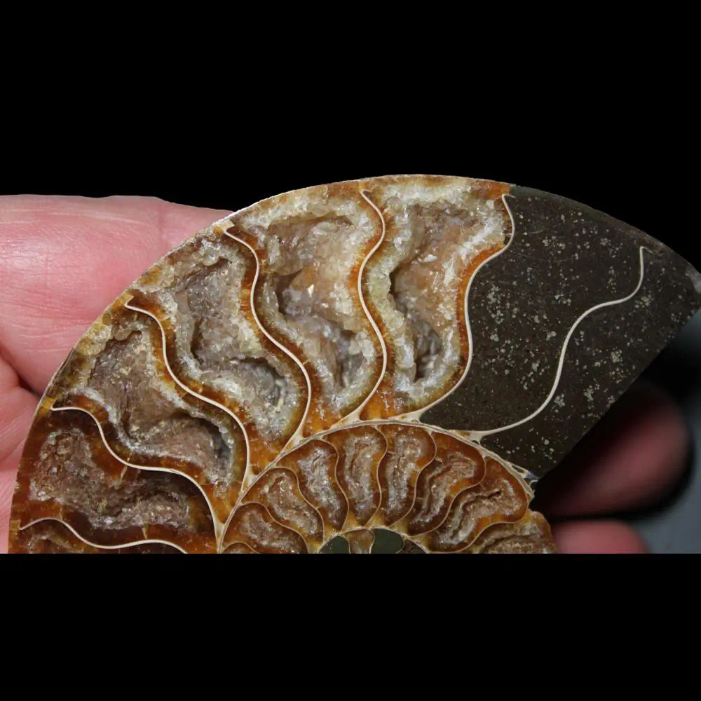A Grade Ammonite Cut Pair - Image 2