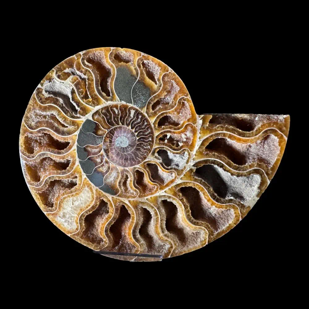 Large A grade Cut ammonite pair - Image 2