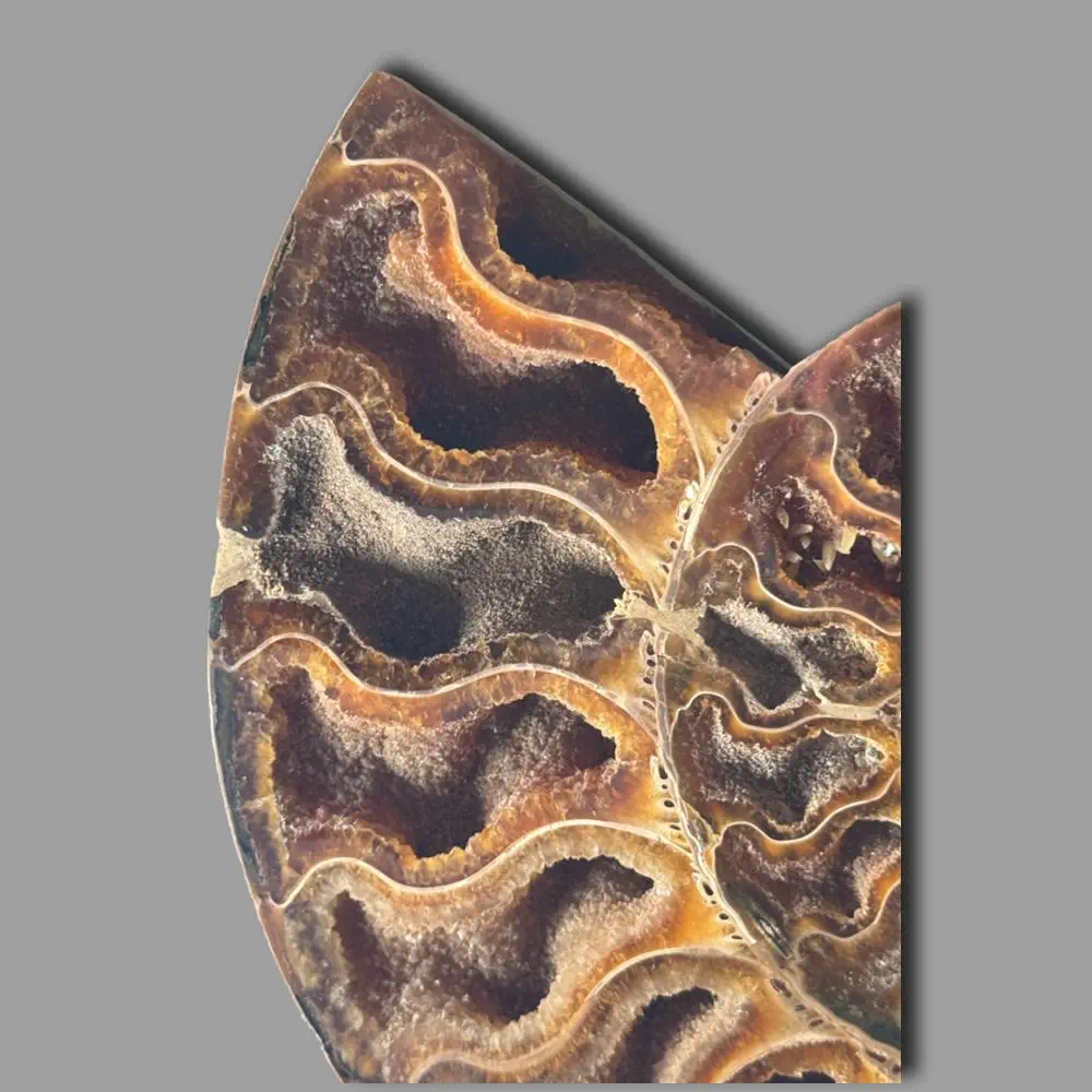 Large A grade Cut ammonite pair - Image 3