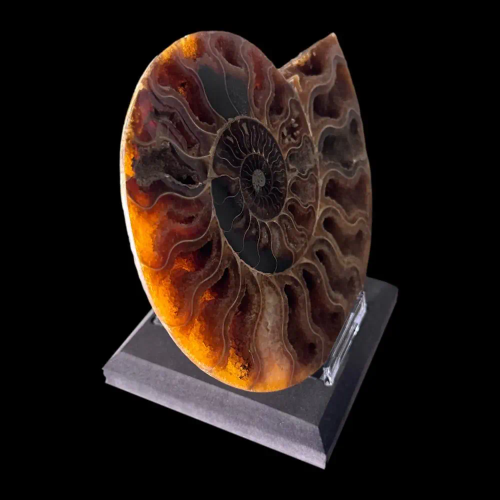 Large A grade Cut ammonite pair - Image 4