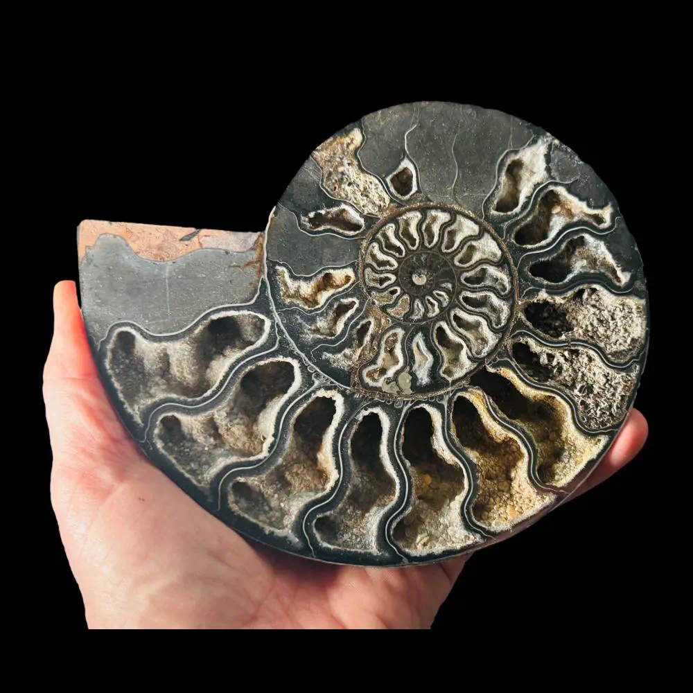 Large A grade Cut ammonite pair with crystal lined chambers - Image 4