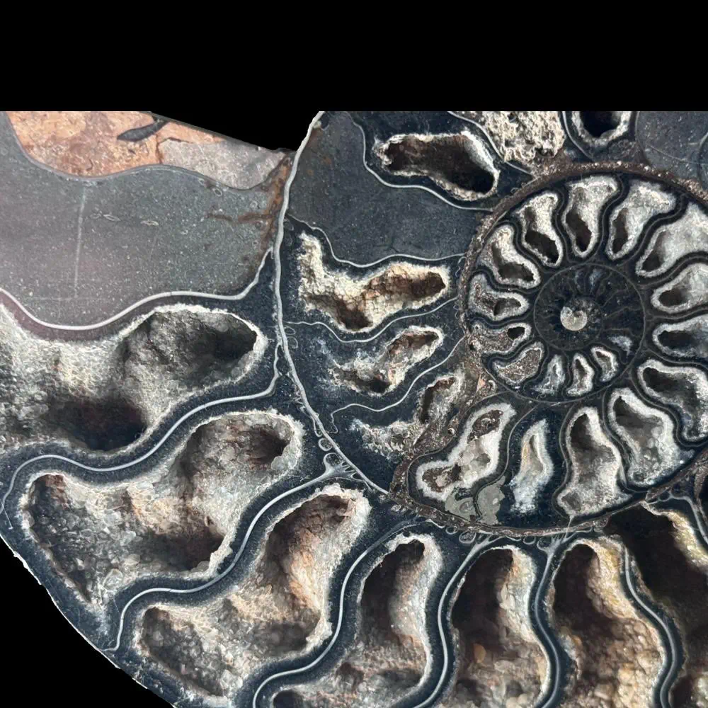 Large A grade Cut ammonite pair with crystal lined chambers - Image 3