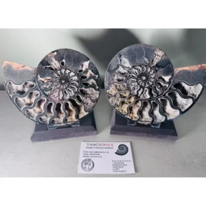 Large A grade Cut ammonite pair with crystal lined chambers
