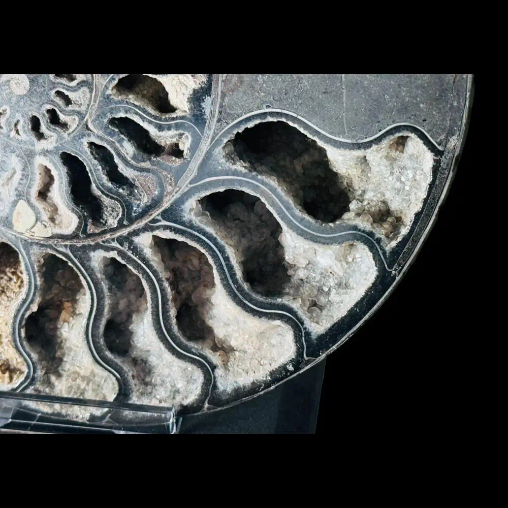 Large A grade Cut ammonite pair with crystal lined chambers - Image 2