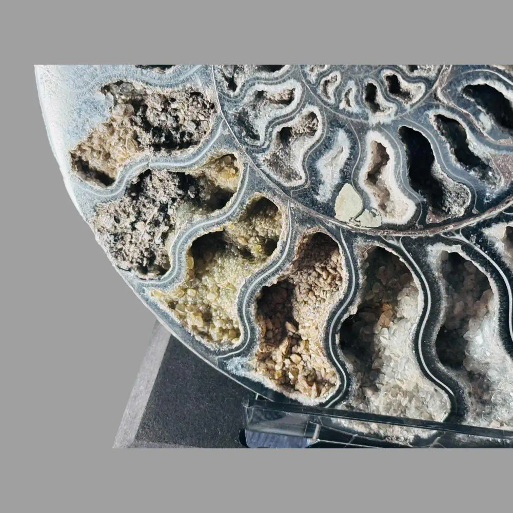 Large A grade Cut ammonite pair with crystal lined chambers - Image 5