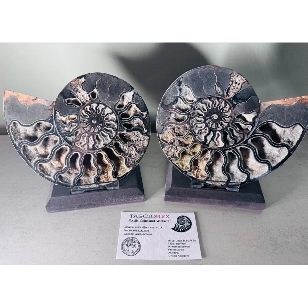 Large A grade Cut ammonite pair with crystal lined chambers