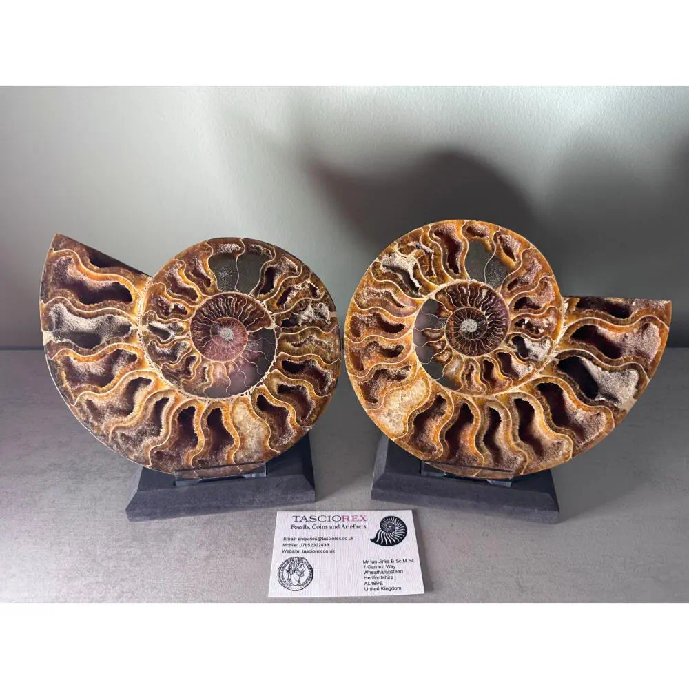 Large A grade Cut ammonite pair