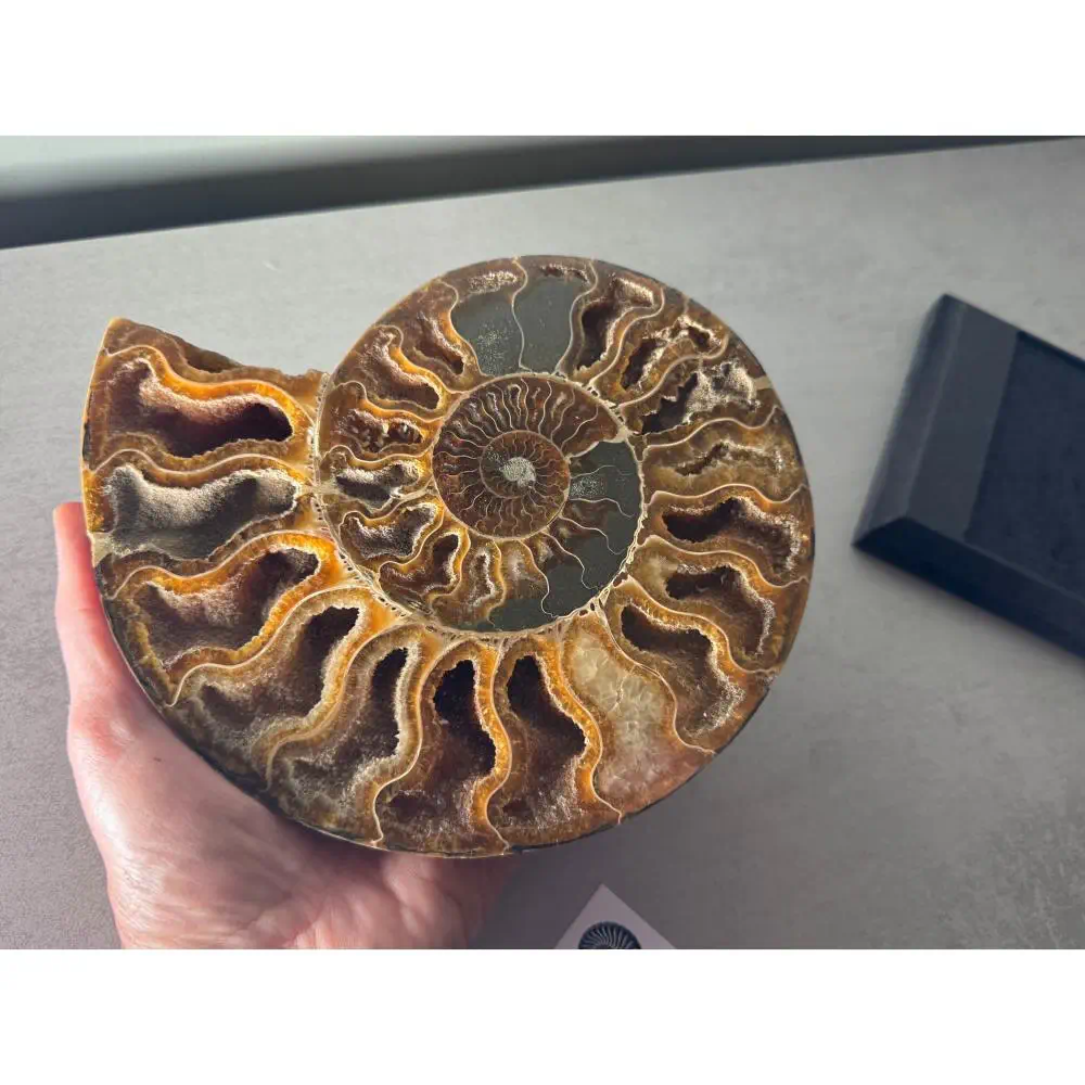 Large A grade Cut ammonite pair - Image 5