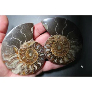 Ammonite Cut Pair