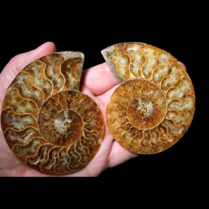 A Grade Ammonite Cut Pair