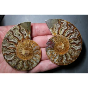 A Grade Ammonite Cut Pair