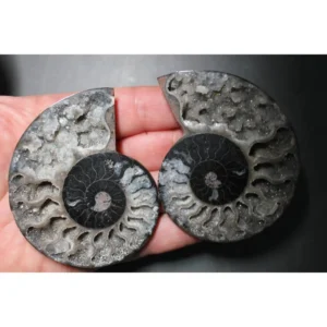 A Grade Ammonite Cut Pair