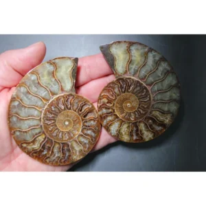 A Grade Ammonite Cut Pair