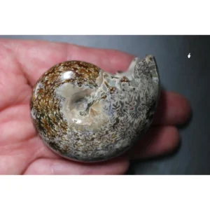 A grade Polished Phylloceras Ammonite