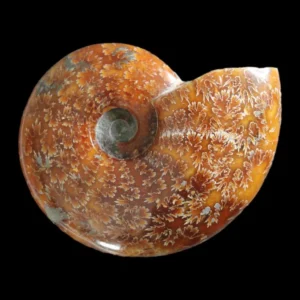 A Grade Polished Ammonite - Beudanticeras ambanjabense