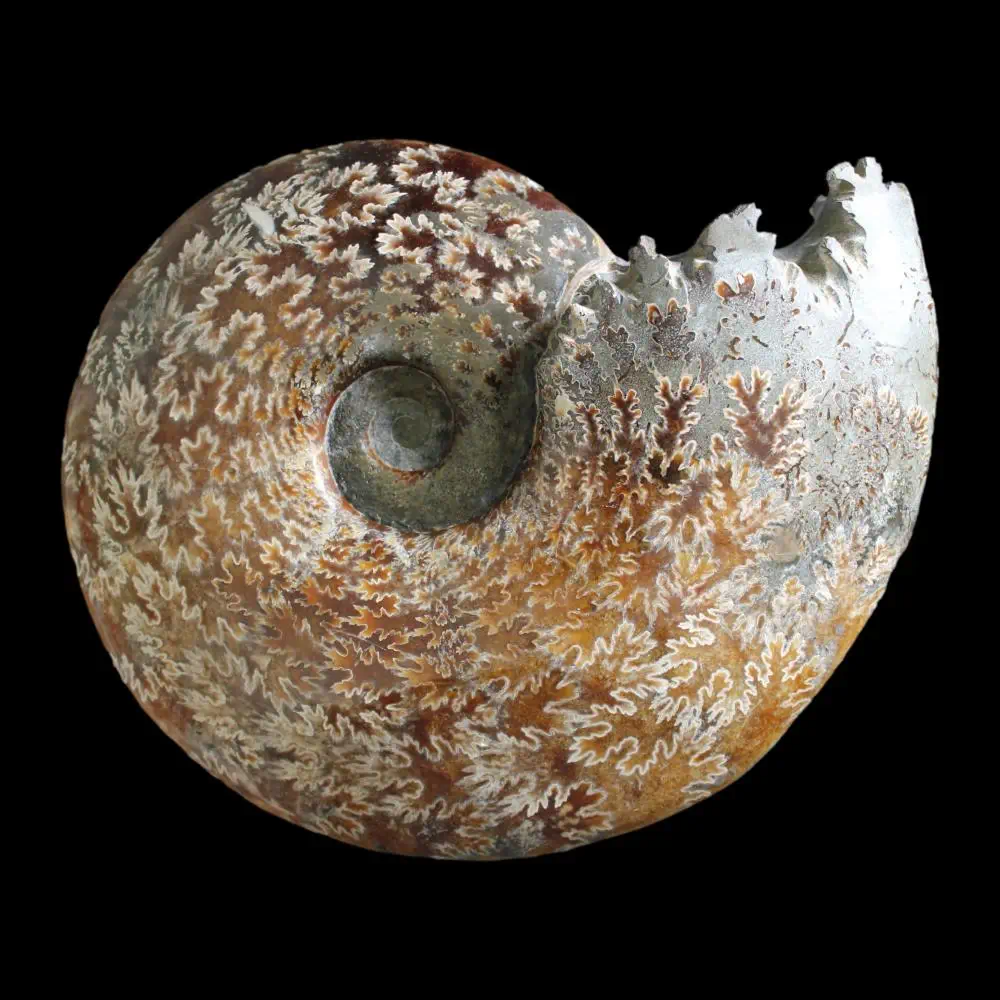Large A Grade Polished Ammonite - Cleoniceras - Image 2