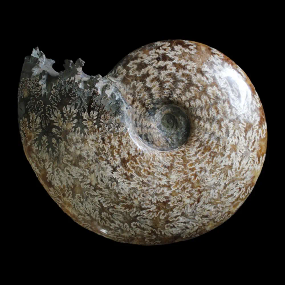 Large A Grade Polished Ammonite - Cleoniceras - Image 3